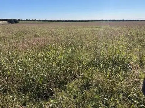 Campo en venta - 521 Hectáreas - La Pampa