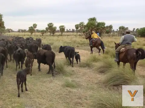 Campo en venta - 5.000 Hectáreas - Santa Fe