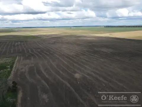 CAMPO 80 % AGRÍCOLA EN VENTA –  147 has - CLARAZ, NECOCHEA
