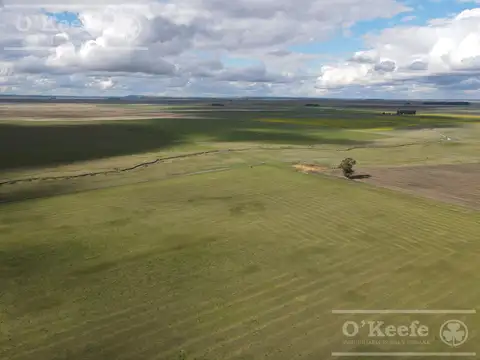 CAMPO 80 % AGRÍCOLA EN VENTA –  147 has - CLARAZ, NECOCHEA