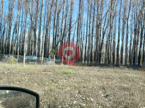 CHINA MUERTA -PLOTTIER
