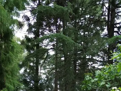 Terreno en Venta 50  mts Frente