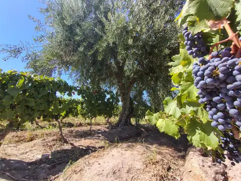 Se vende terreno con viñedos, Maipu, Mza