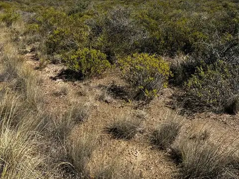 Terreno en Venta de 10000,0 m2