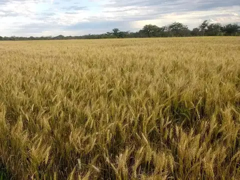 26 Has. de campo agrícola en Feliciano, Entre Ríos