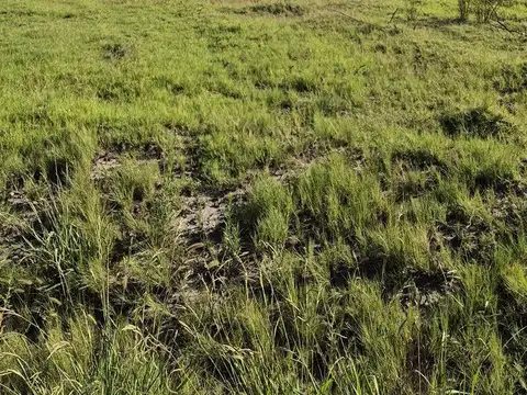 VENTA CAMPO AGRICOLA - CAÑADA SECA -SAN RAFAEL