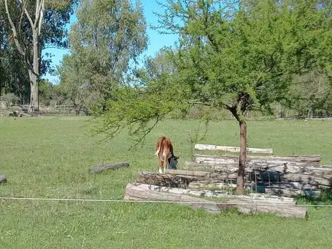 Islas Lima, Zarate 56h