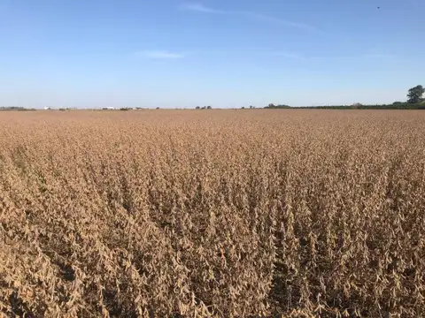 Camino