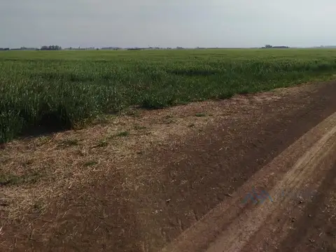 Campo Mixto 150 Has. en zona Pergamino, Buenos Aires