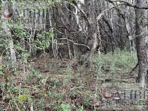 Exclusivo Terreno de 10 ha con Bosque Nativo en la Divisoria de Aguas