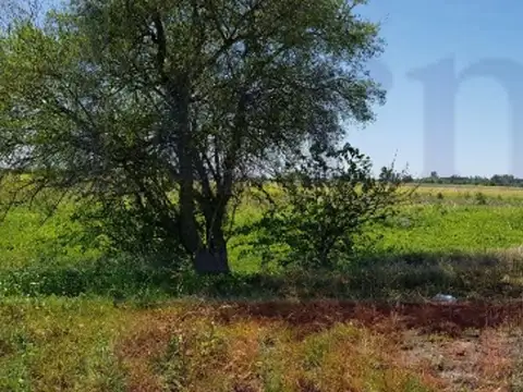 MUY BUEN CAMPO AGRÍCOLA DE 94 HAS, EN EL KM 51 DE RUTA 3