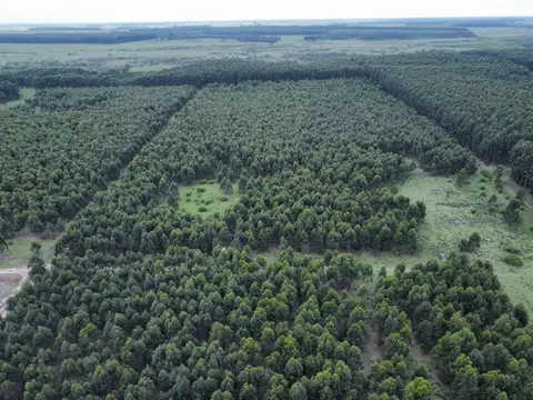 289 has Campo forestal