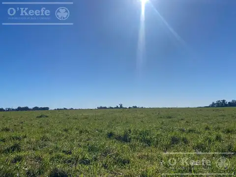 240 has en Chascomús - Ideal para disfrute personal y Rentabilidad Productiva