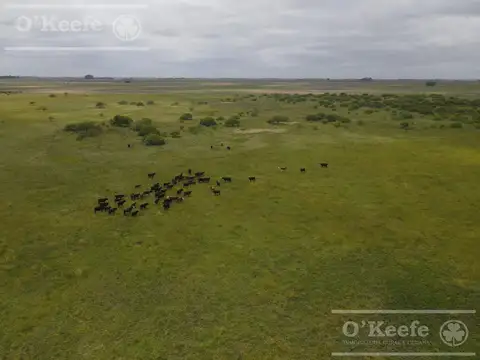 240 has en Chascomús - Ideal para disfrute personal y Rentabilidad Productiva