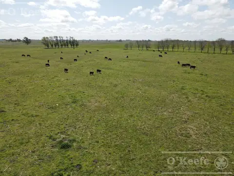 240 has en Chascomús - Ideal para disfrute personal y Rentabilidad Productiva