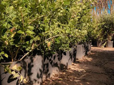 Terreno en Venta de 504,0 m2