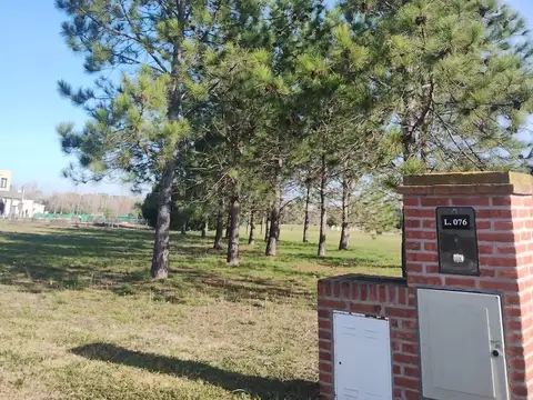 El Cardal 2