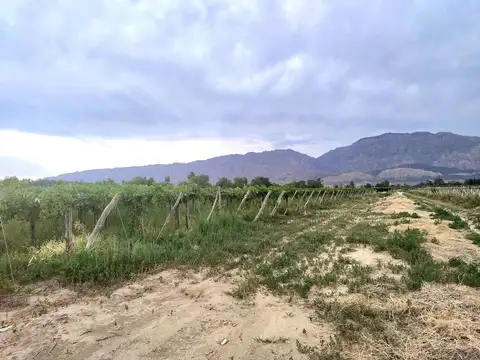 Mendoza