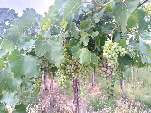 Mendoza