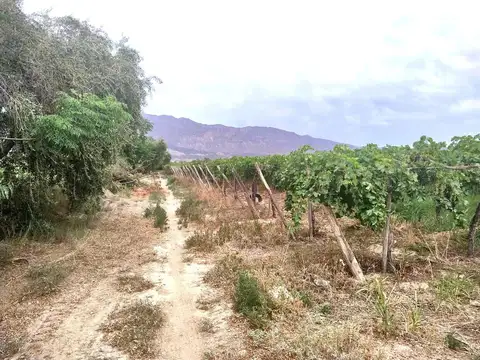FINCA DE 6.5 HAS EN PRODUCCION EN CARPINTERIA