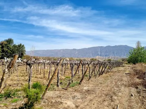 Mendoza