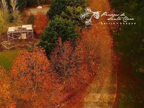 Pinares de Santa Clara