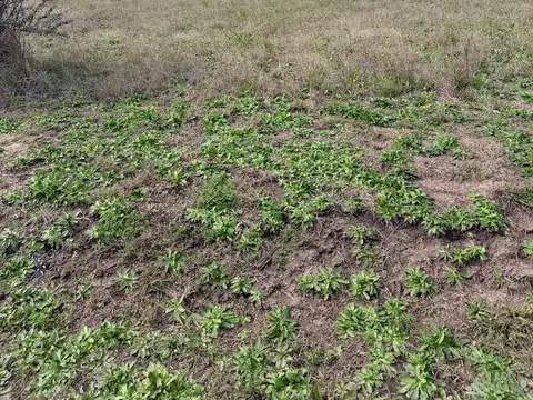 Terreno en villa amelia