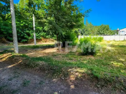 El ceibo y Astor Piazola