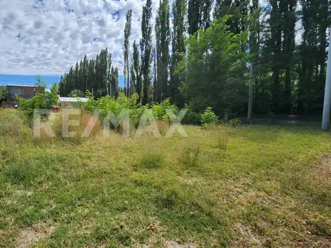 El ceibo y Astor Piazola