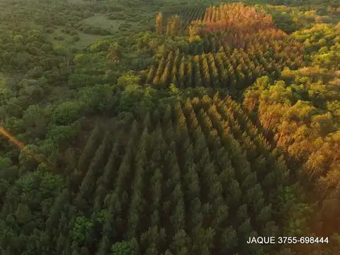Chacra en VENTA EN Cerro Azul Misiones