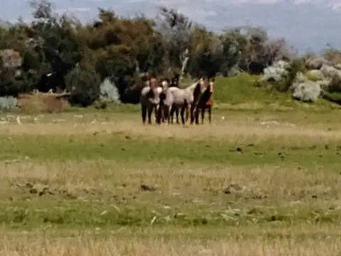 Venta - Estancia de 18.200 hectáreas con costas de lago Santa Cruz