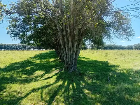 Campo en Venta de 15  ha