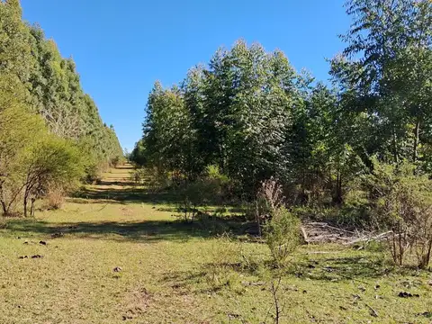 Campo en Pedernal