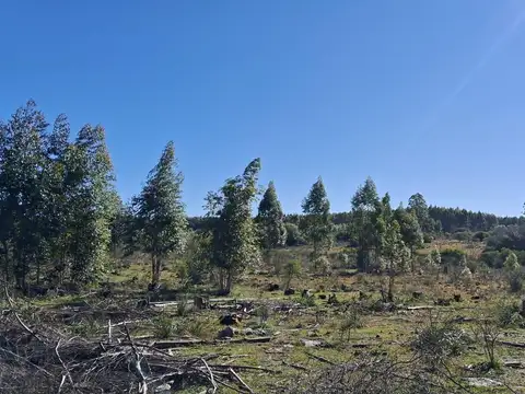Campo en Pedernal