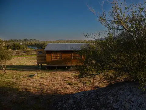 Los olivos