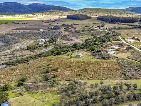 Los olivos