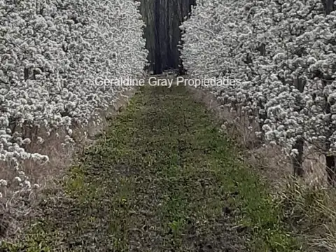 Chacra en venta de 23 hectareas ubicada en Chimpay