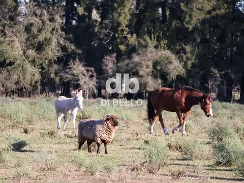 Chacra en Estancia Benquerencia