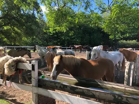 Venta en Estancia El Aduar Club de Chacras 2 has Bosque y llano, con mejoras