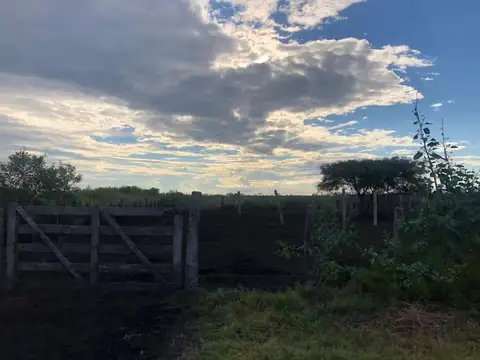 Tacanitas