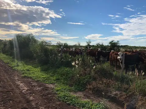 Campo - Taboada