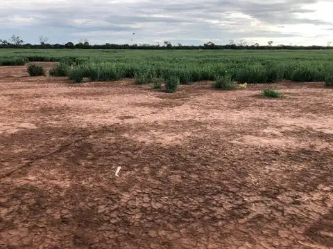 Tacanitas