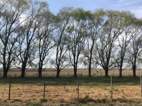 175 HA EN CARDALES