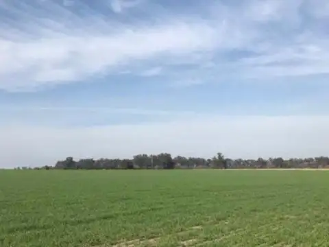 175 HA EN CARDALES