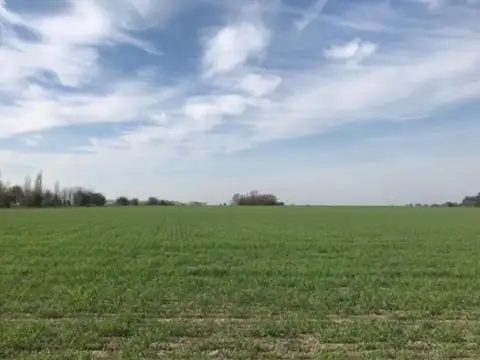 175 HA EN CARDALES