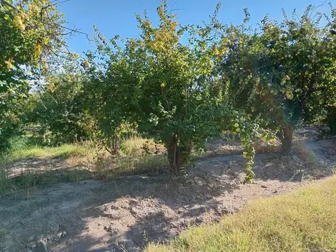 Finca Membrillera en Lavalle