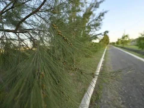 Terreno en venta Pinares del Sur - Piñero