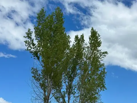 Terreno en Venta de 10000,0 m2