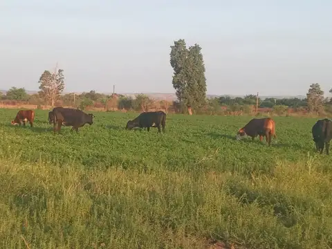 VENTA DE CAMPO 78 HAS EN VILLA DEL SOTO CORDOBA 