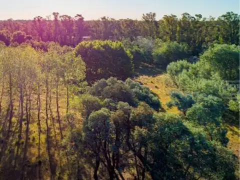 Azzurra Tortugas 100